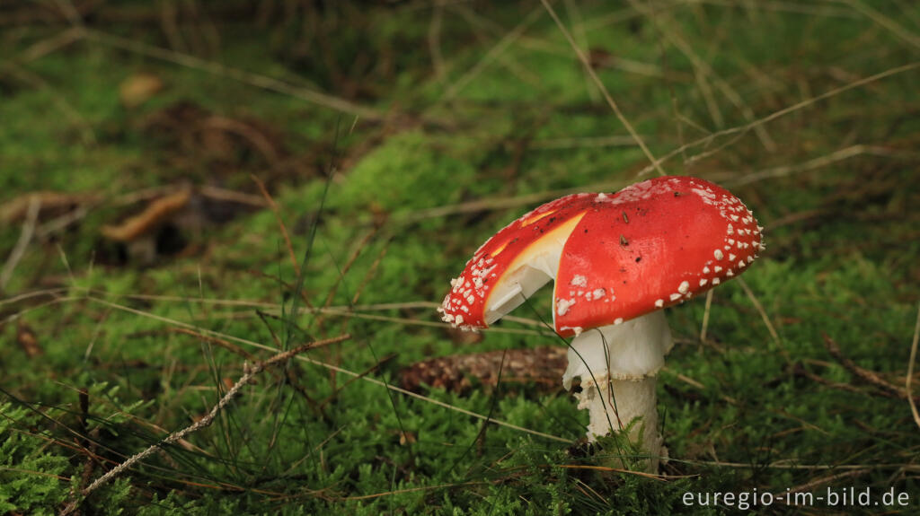 Detailansicht von November im Lonlou-Venn (Fagne de Lonlou)