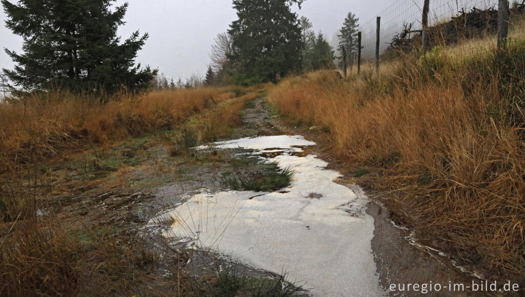 Detailansicht von November im Lonlou-Venn (Fagne de Lonlou)