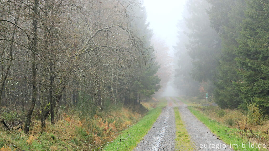 Detailansicht von November im Lonlou-Venn (Fagne de Lonlou)