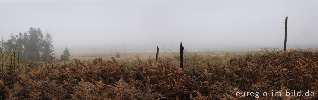 Detailansicht von November im Lonlou-Venn (Fagne de Lonlou)