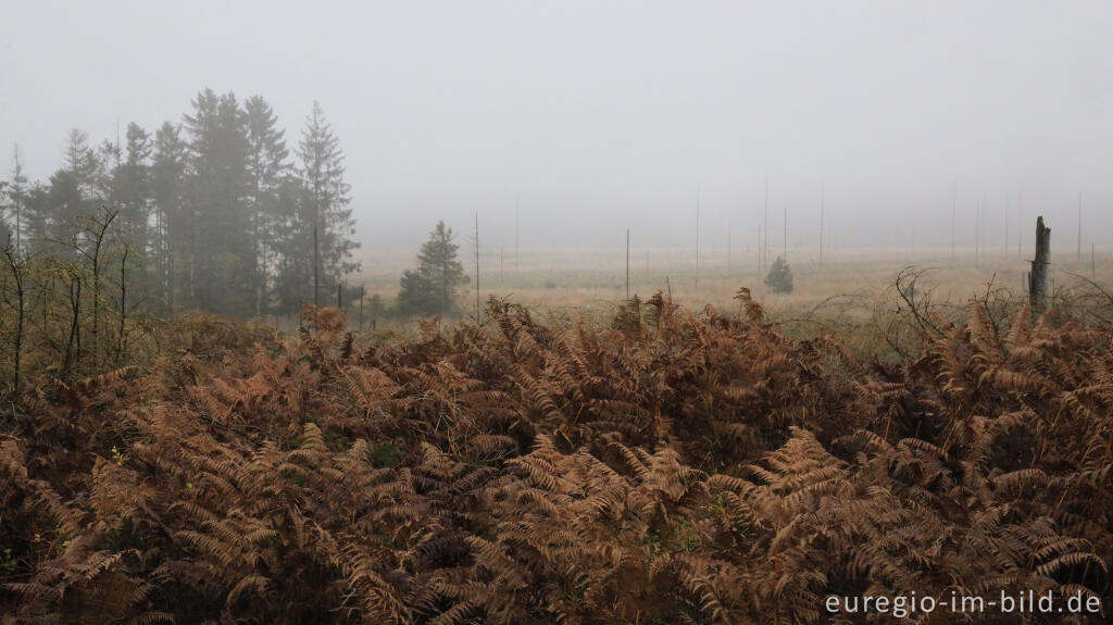 Detailansicht von November im Lonlou-Venn (Fagne de Lonlou)