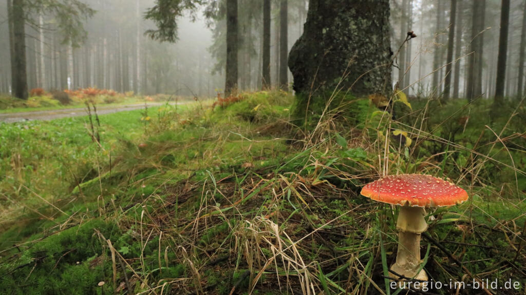 Detailansicht von November im Lonlou-Venn (Fagne de Lonlou)