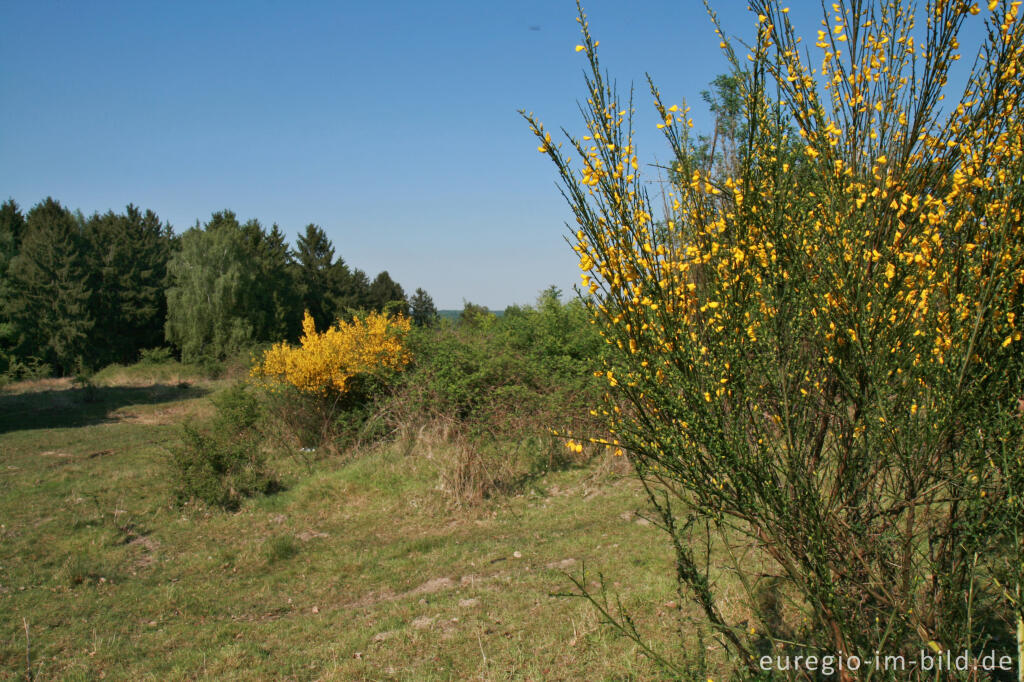 Detailansicht von NSG Brander Wald zwischen Aachen und Stolberg