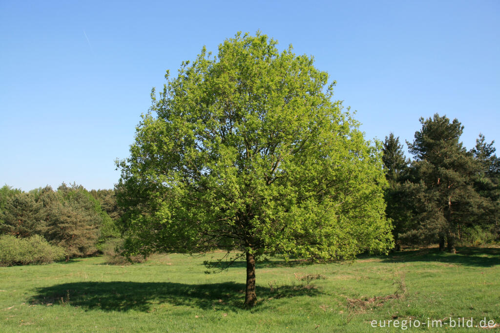 Detailansicht von NSG Brander Wald zwischen Aachen und Stolberg