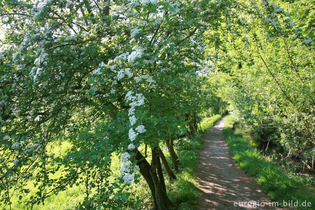 Detailansicht von NSG Brander Wald zwischen Aachen und Stolberg