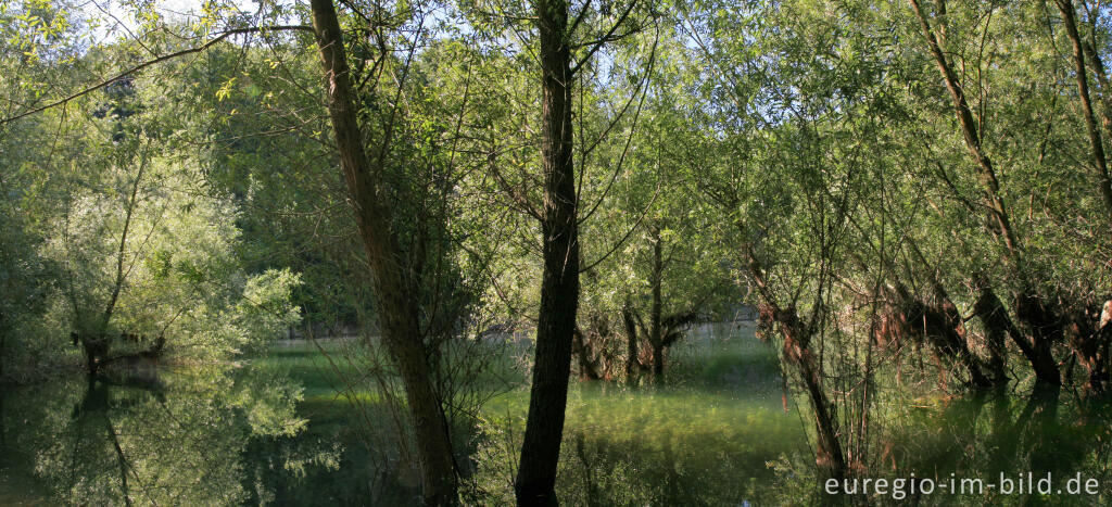 Detailansicht von NSG Schomet, Panoramabild