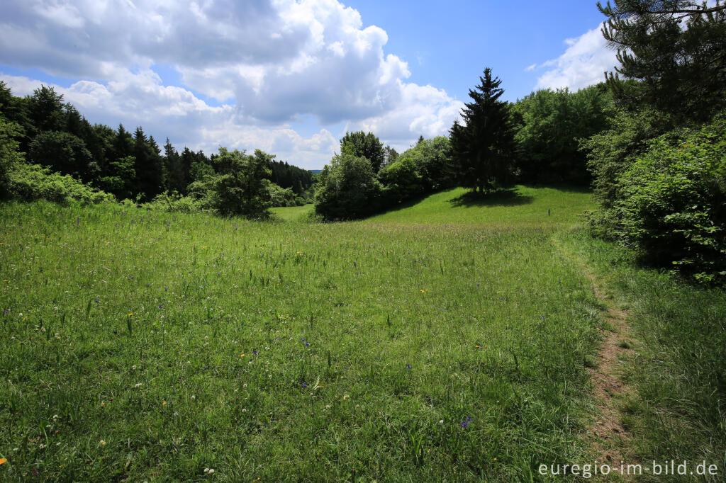 Detailansicht von NSG Seidenbachtal und Froschberg im Juni