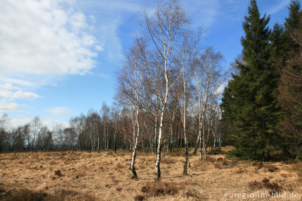 Detailansicht von NSG Struffelt-Heide, Eifelsteig, 1. Etappe 