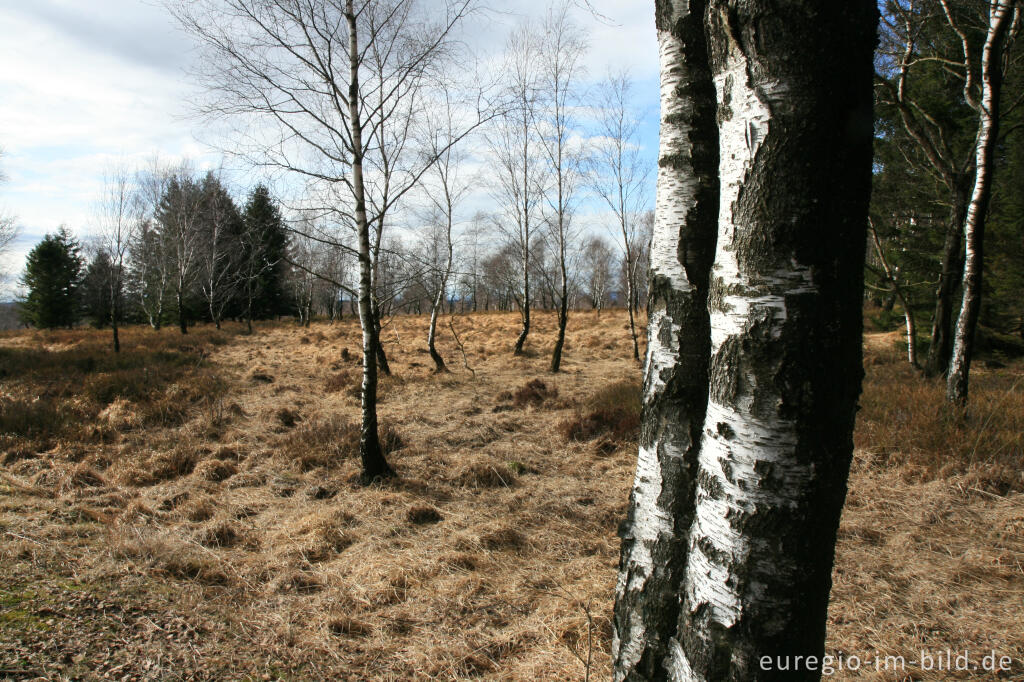 Detailansicht von NSG Struffelt-Heide, Eifelsteig, 1. Etappe 