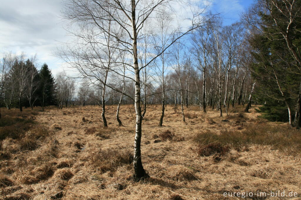 Detailansicht von NSG Struffelt-Heide, Eifelsteig, 1. Etappe 