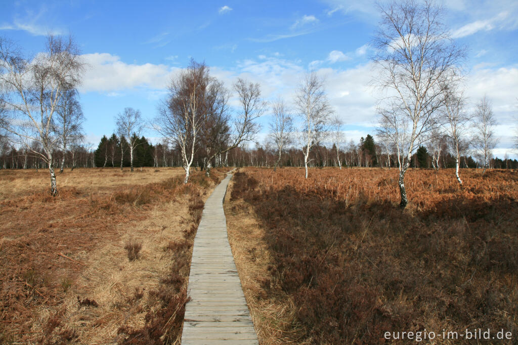 Detailansicht von NSG Struffelt-Heide, Eifelsteig, 1. Etappe 