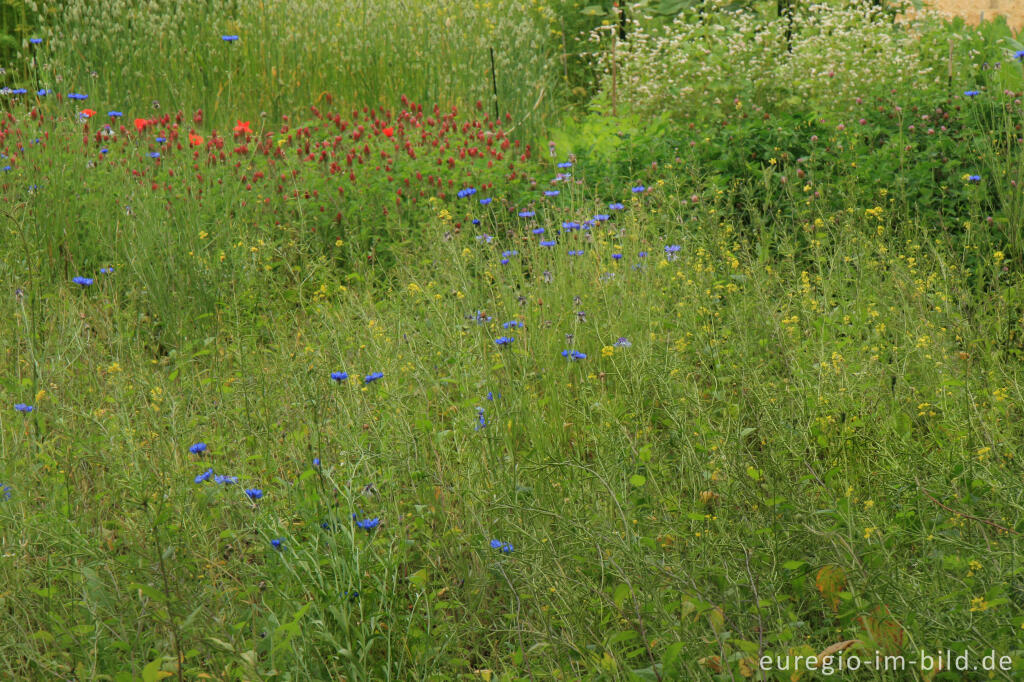 Detailansicht von Nutzpflanzen und Unkraut, Kasteeltuin Oud-Valkenburg