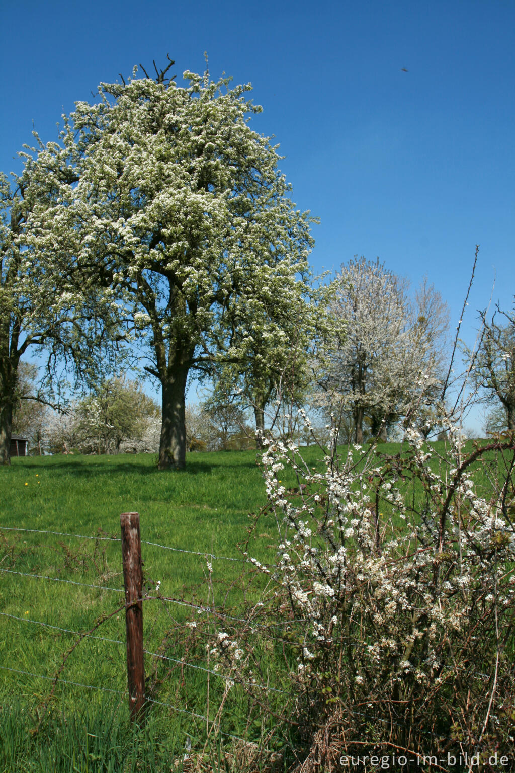 Detailansicht von Obstbaumblüte bei Vijlen