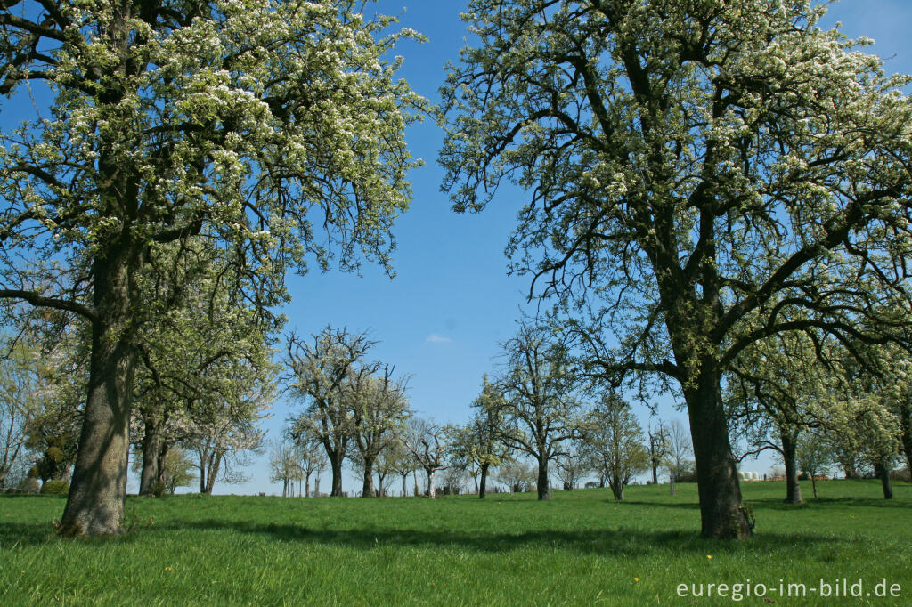 Detailansicht von Obstbaumblüte bei Vijlen