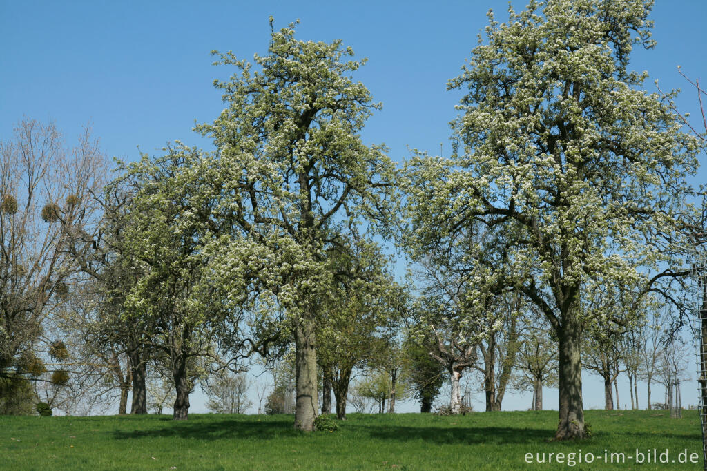 Detailansicht von Obstbaumblüte bei Vijlen