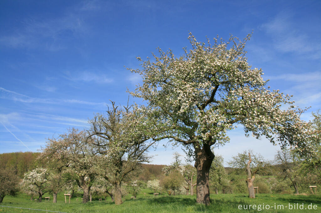 Detailansicht von Obstblüte im Geultal bei Camerig