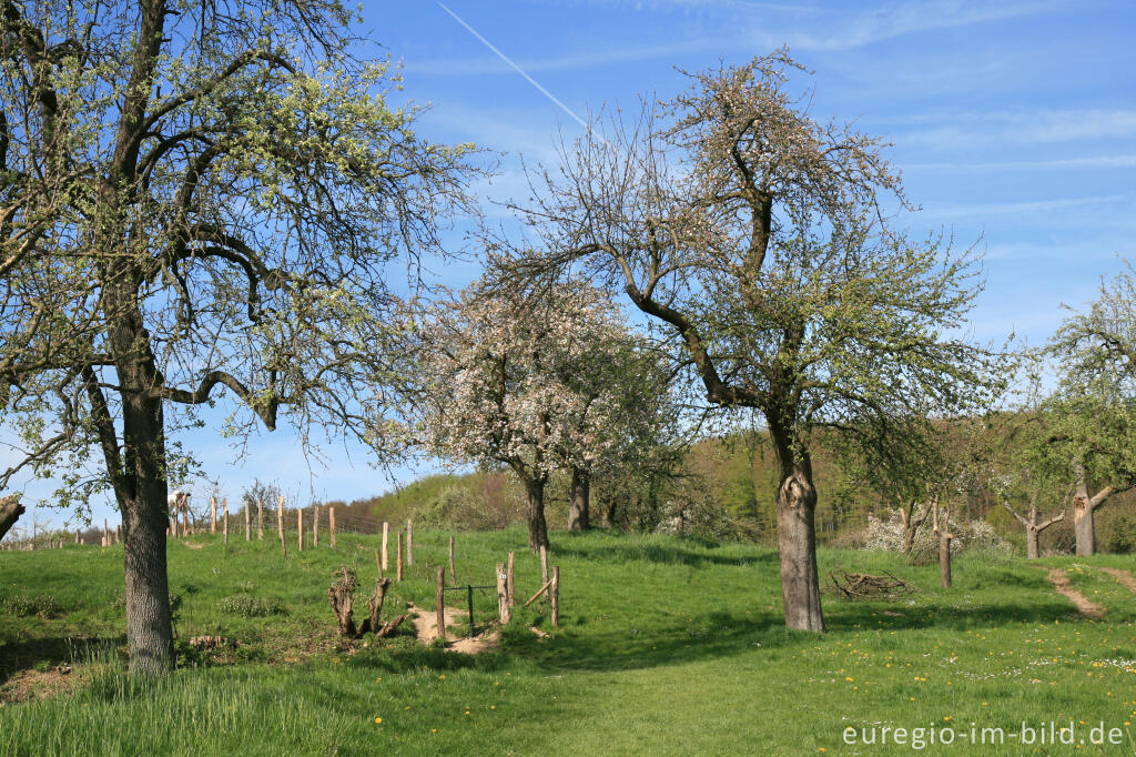 Detailansicht von Obstblüte im Geultal bei Camerig