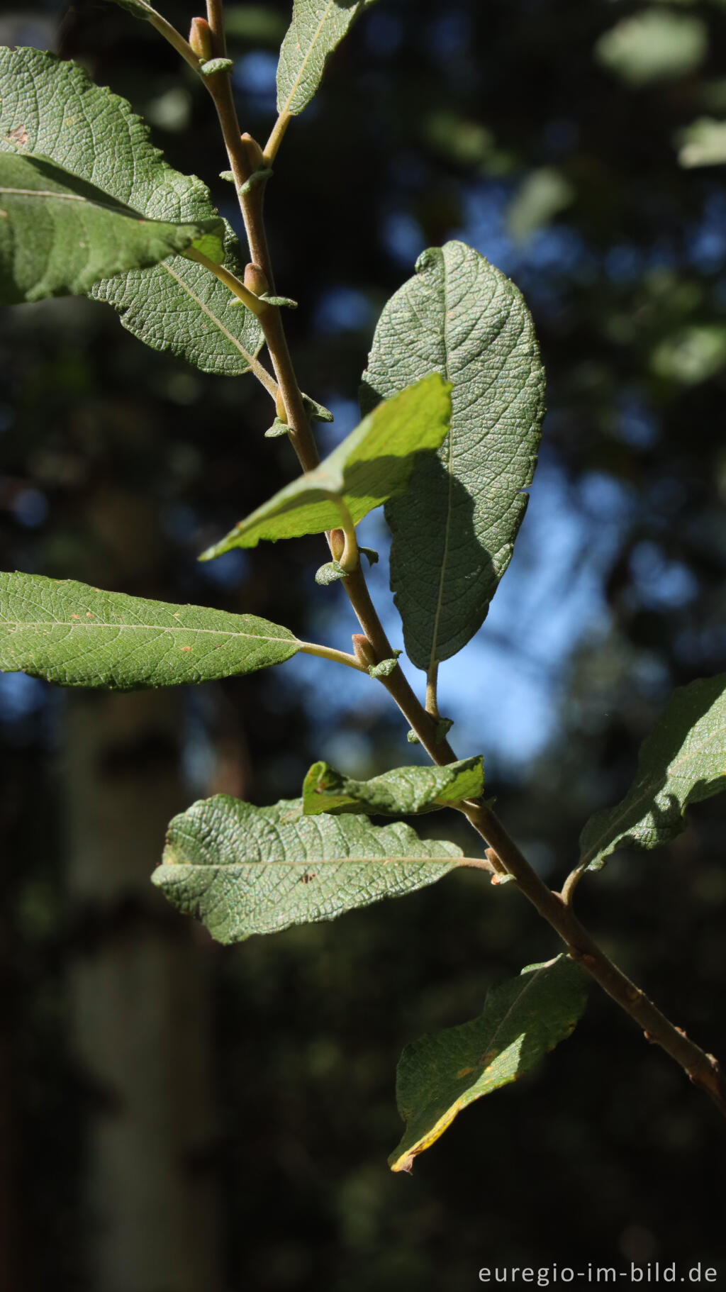 Detailansicht von Ohr-Weide, Salix aurita, Teverener Heide