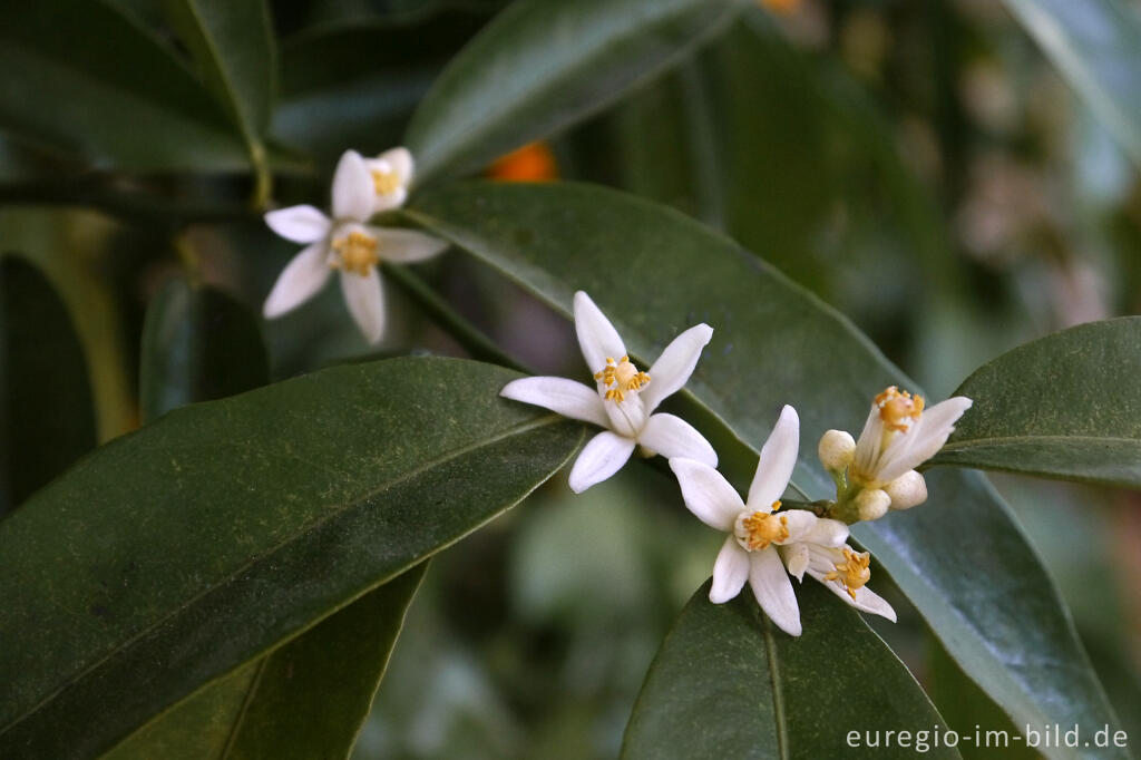 Detailansicht von Orangenblüte