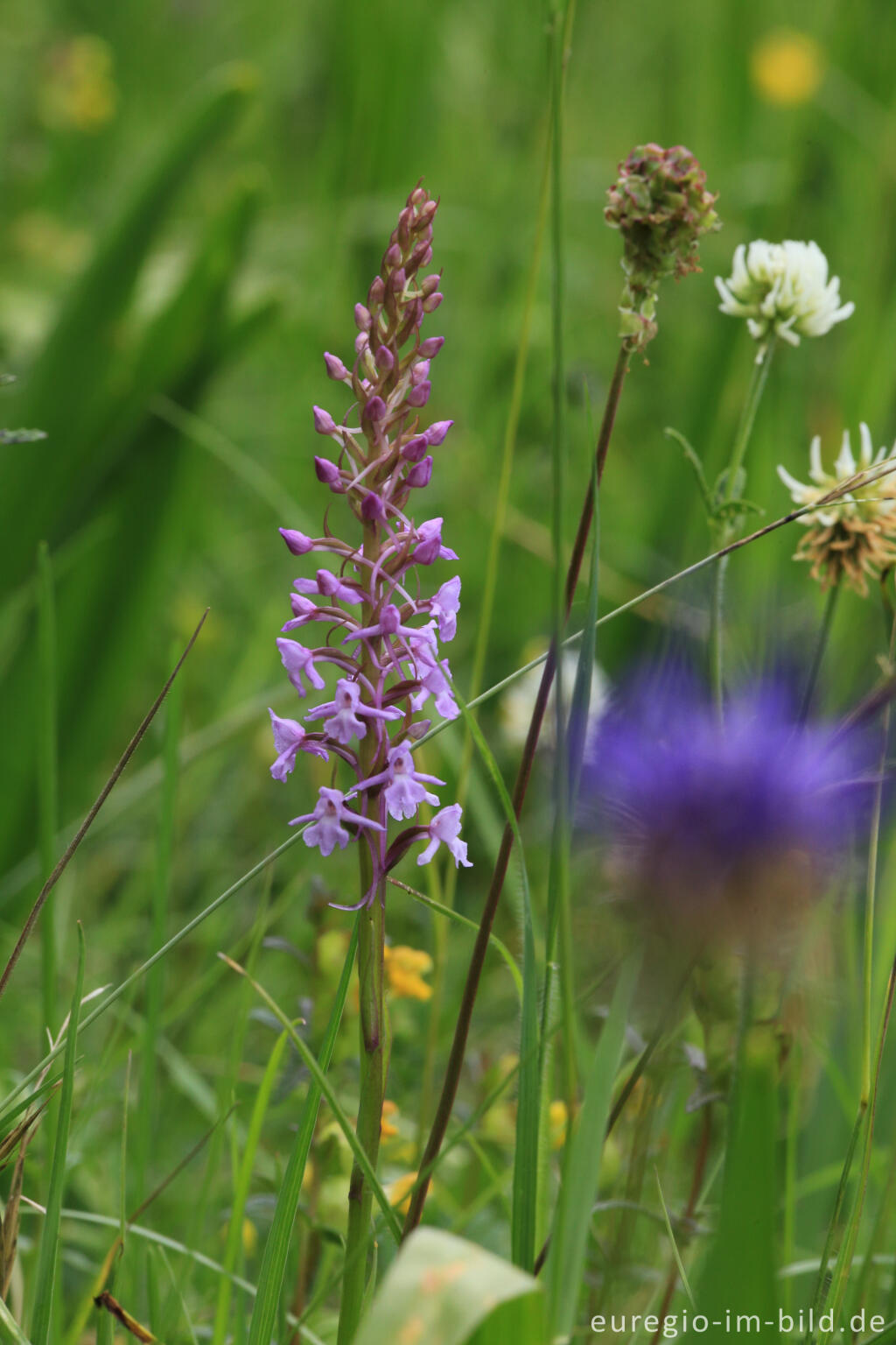 Detailansicht von Orchidee im NSG Seidenbachtal und Froschberg