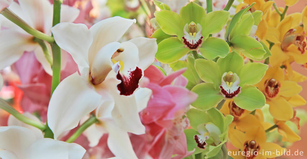 Detailansicht von Orchideenschau im Keukenhof in Lisse, NL