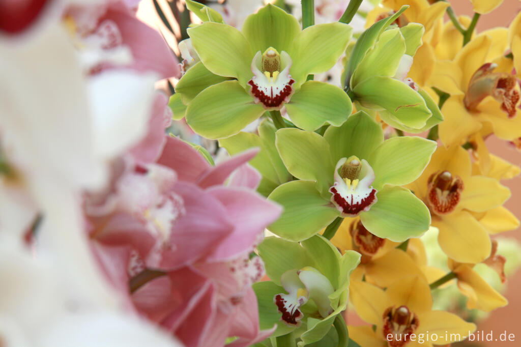 Detailansicht von Orchideenschau im Keukenhof in Lisse, NL