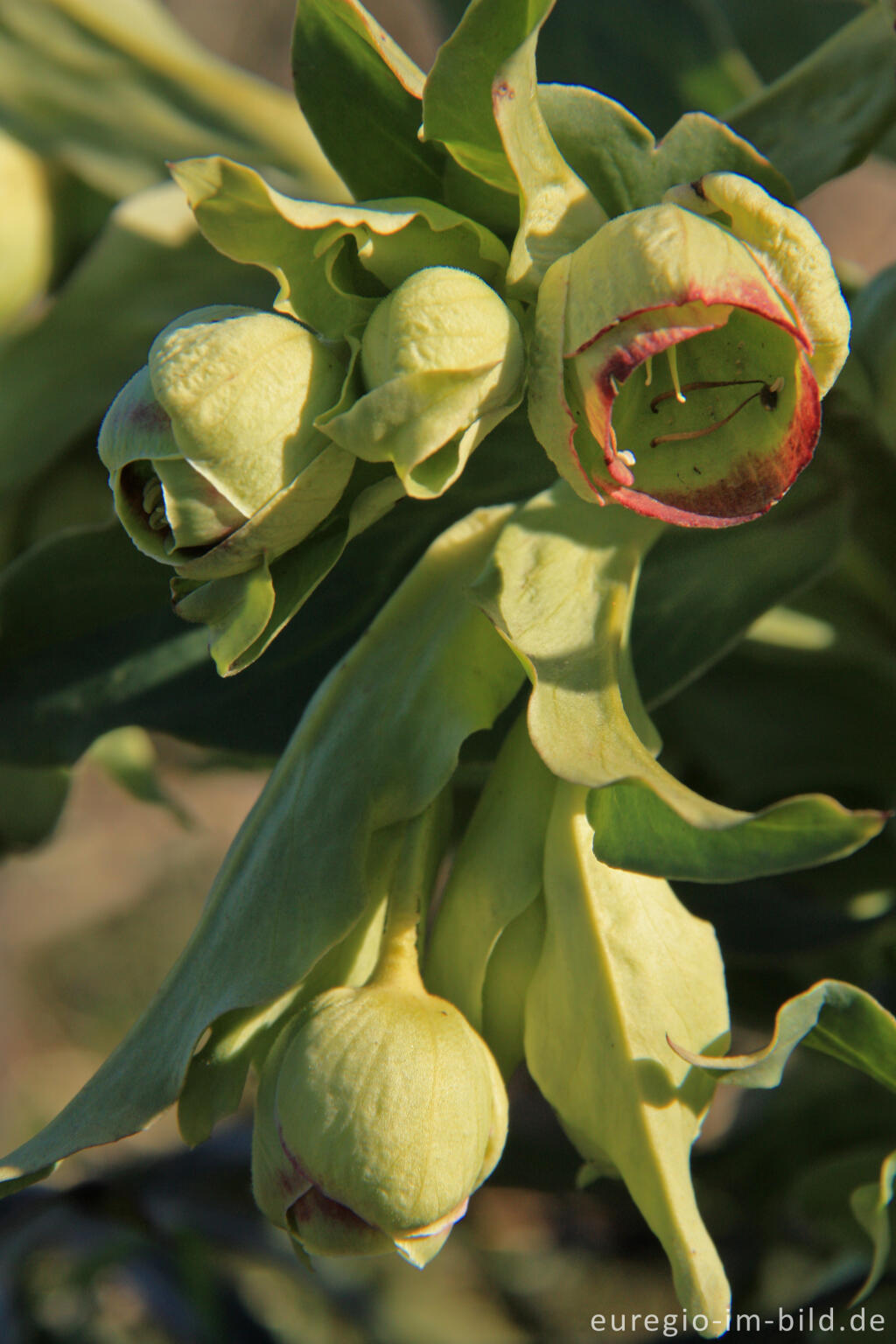 Detailansicht von Palmblättrige Nieswurz, Helleborus foetidus