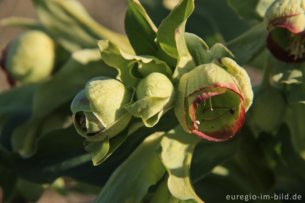 Palmblättrige Nieswurz, Helleborus foetidus