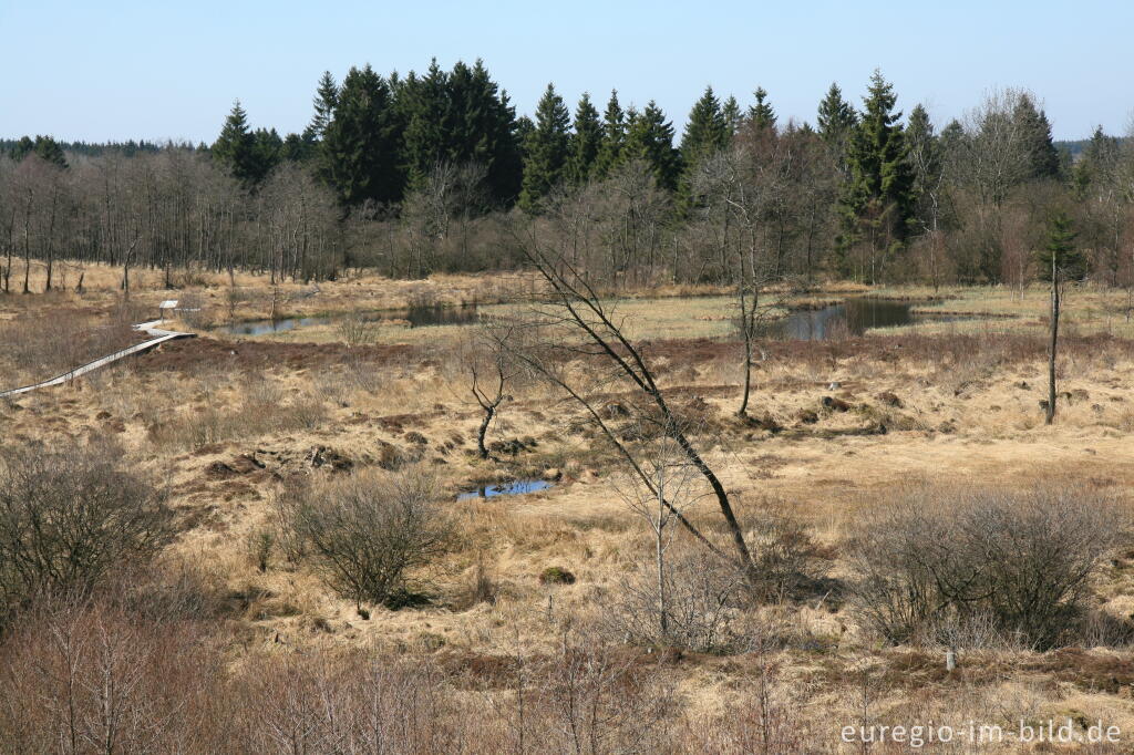 Detailansicht von Palsen im Brackvenn bei Mützenich