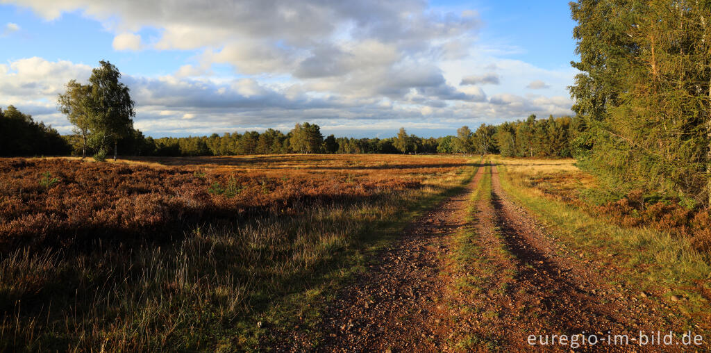 Detailansicht von Panzer in der Schavener Heide