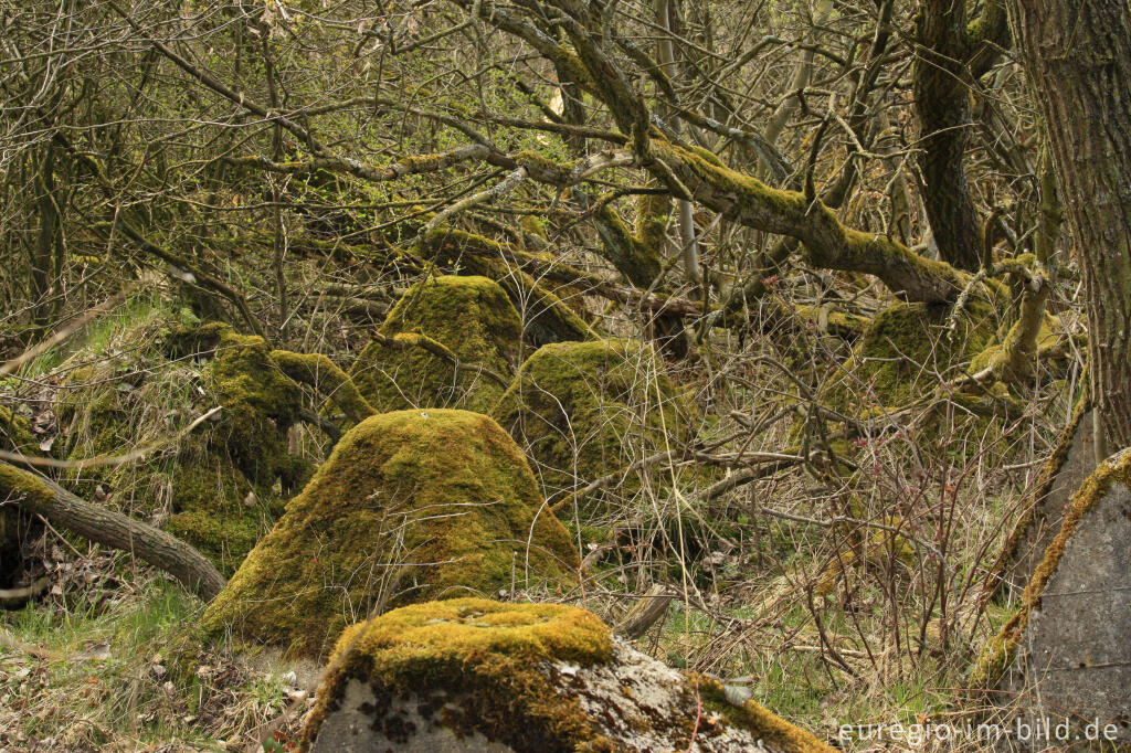 Detailansicht von Panzersperre, westlich von Simmerath