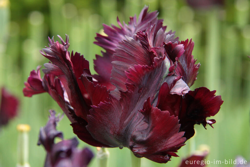 Detailansicht von Papageien-Tulpe Black Parrot, eine Züchtung von 1937 im Museumsgarten Hortus Bulborum