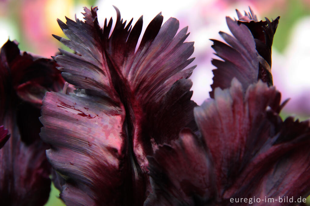 Papageien-Tulpe Black Parrot, eine Züchtung von 1937 im Museumsgarten Hortus Bulborum