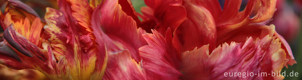 Detailansicht von Papageien-Tulpe Black Parrot, Panoramaformat