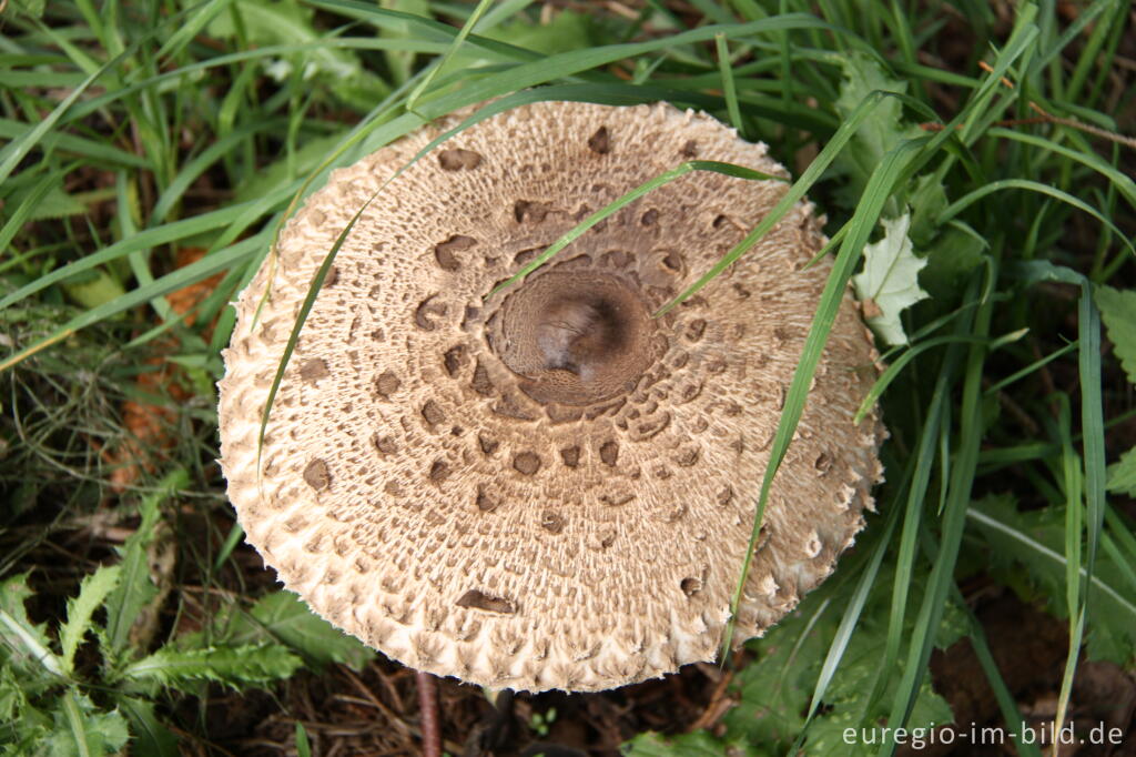 Detailansicht von Parasol, Macrolepiota procera