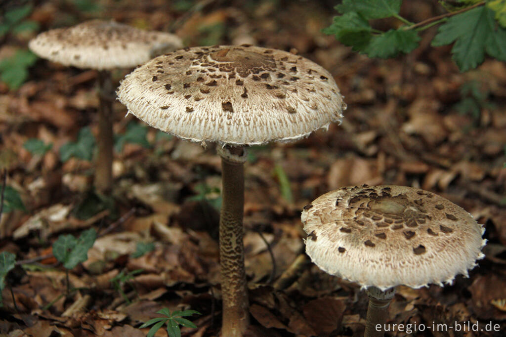 Detailansicht von Parasol, Macrolepiota procera