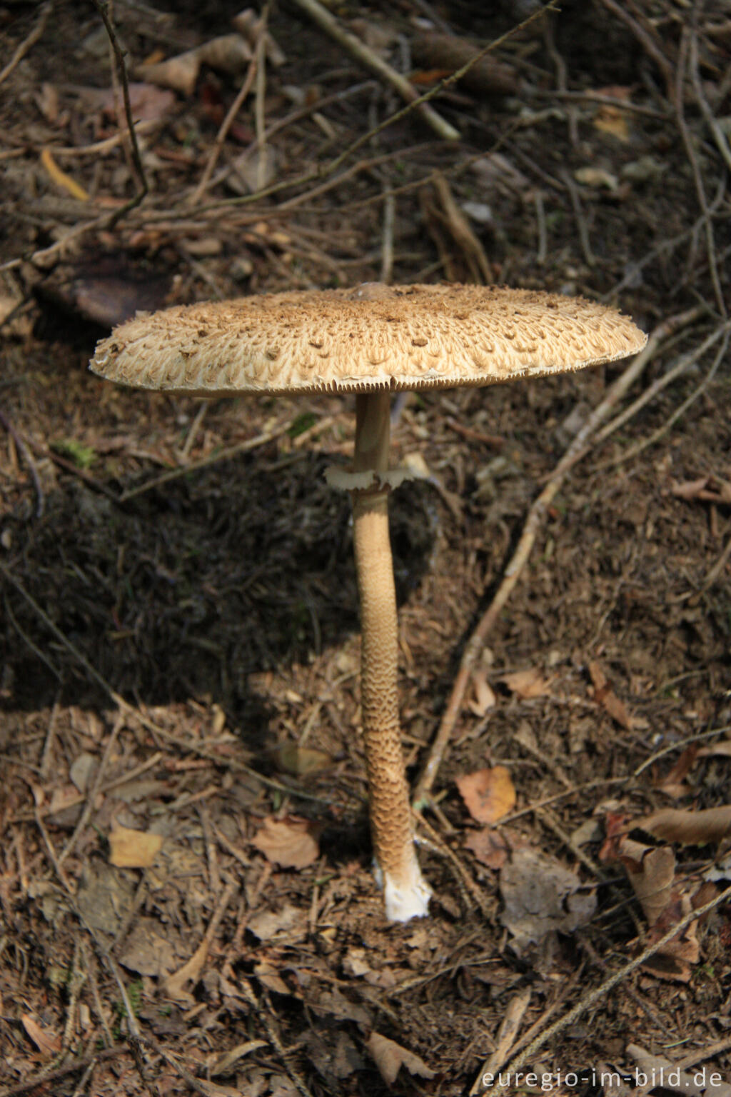 Detailansicht von Parasol, Macrolepiota procera