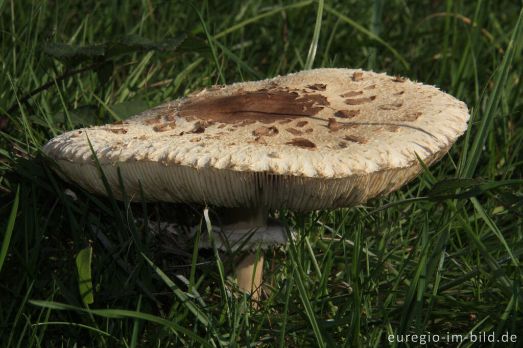 Detailansicht von Parasol, Macrolepiota procera