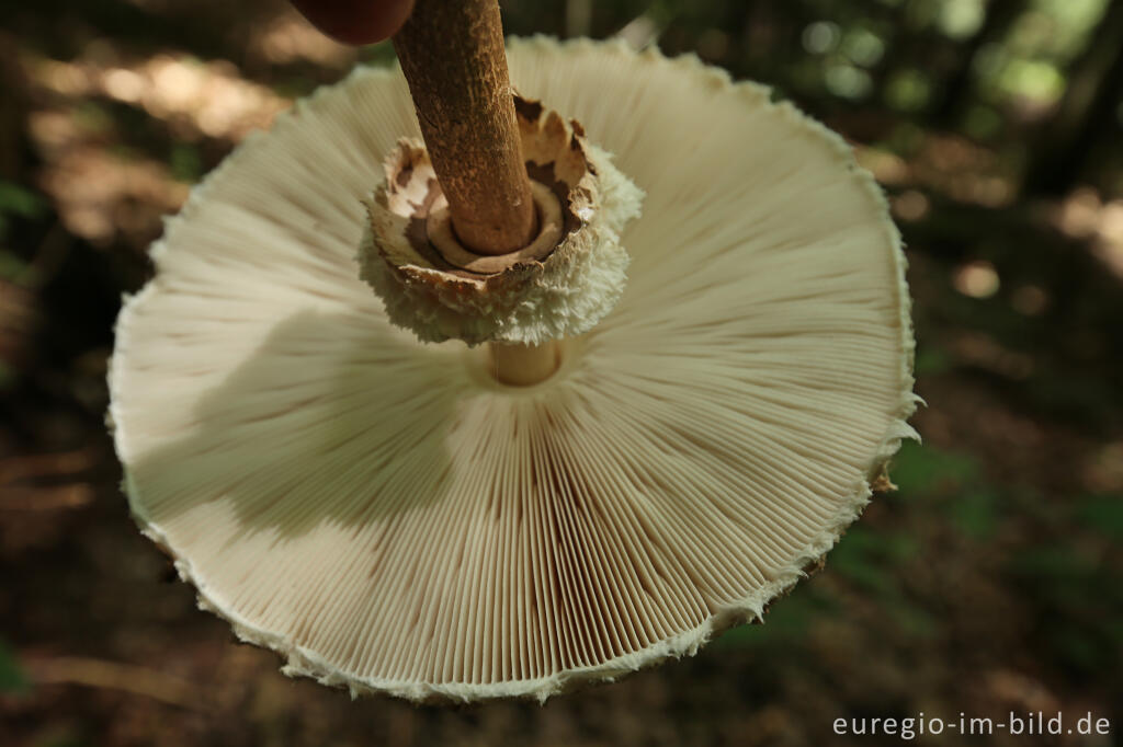 Detailansicht von Parasol, Macrolepiota procera