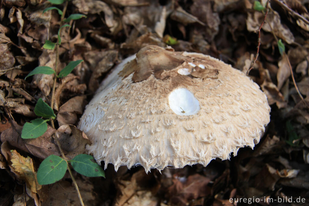 Detailansicht von Parasol, Macrolepiota procera, mit leicht geöffnetem Hut