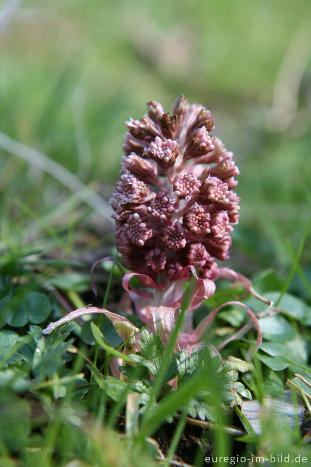 Detailansicht von  Pestwurz (Petasites)