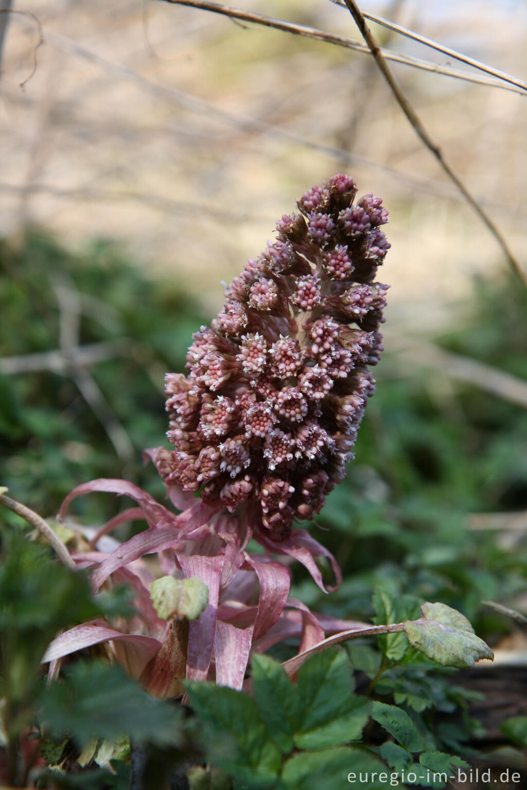 Detailansicht von  Pestwurz (Petasites)