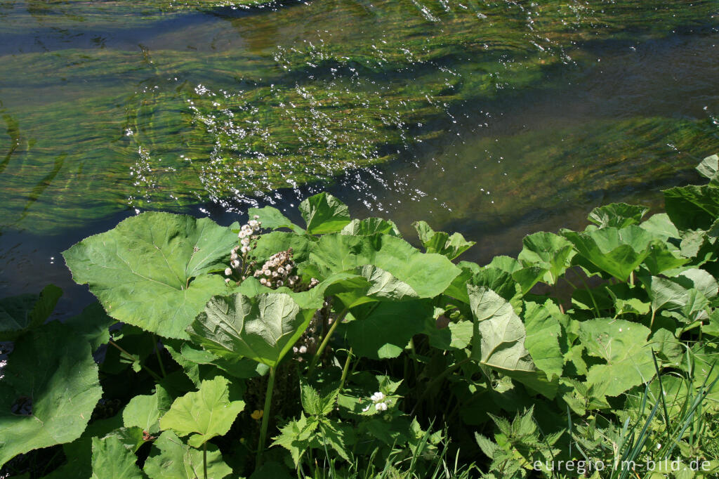 Detailansicht von Pestwurz (Petasites) an der Gueule bei Moresnet, B