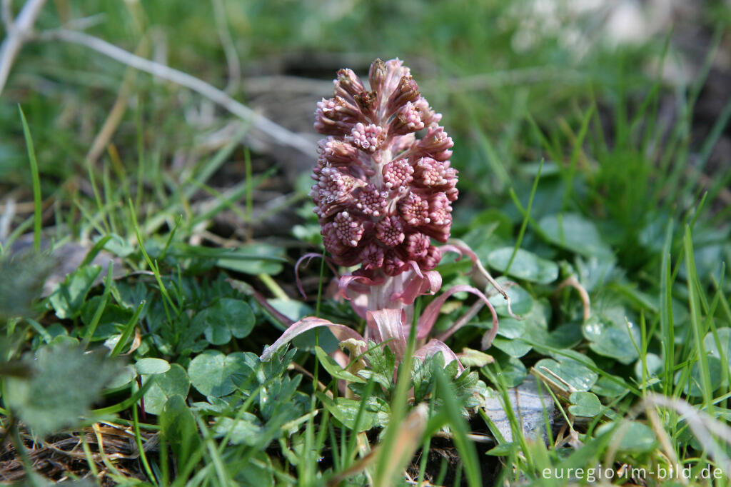  Pestwurz (Petasites)