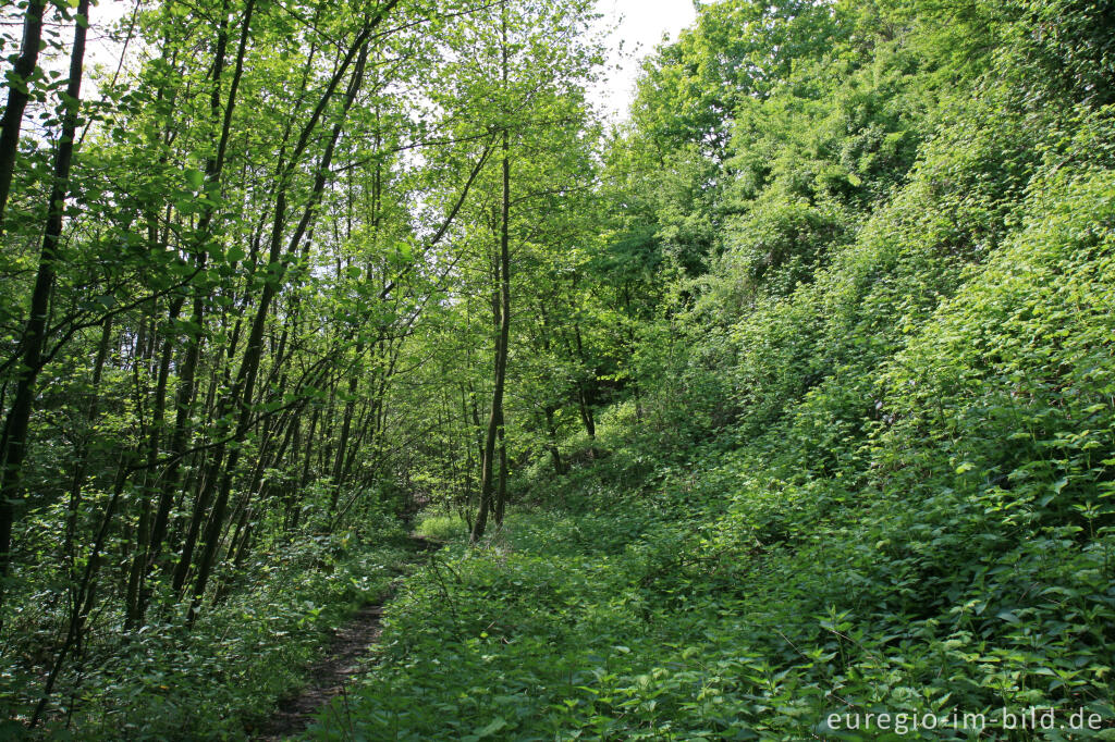 Detailansicht von Pfad am Fuß der Bergehalde Wilsberg