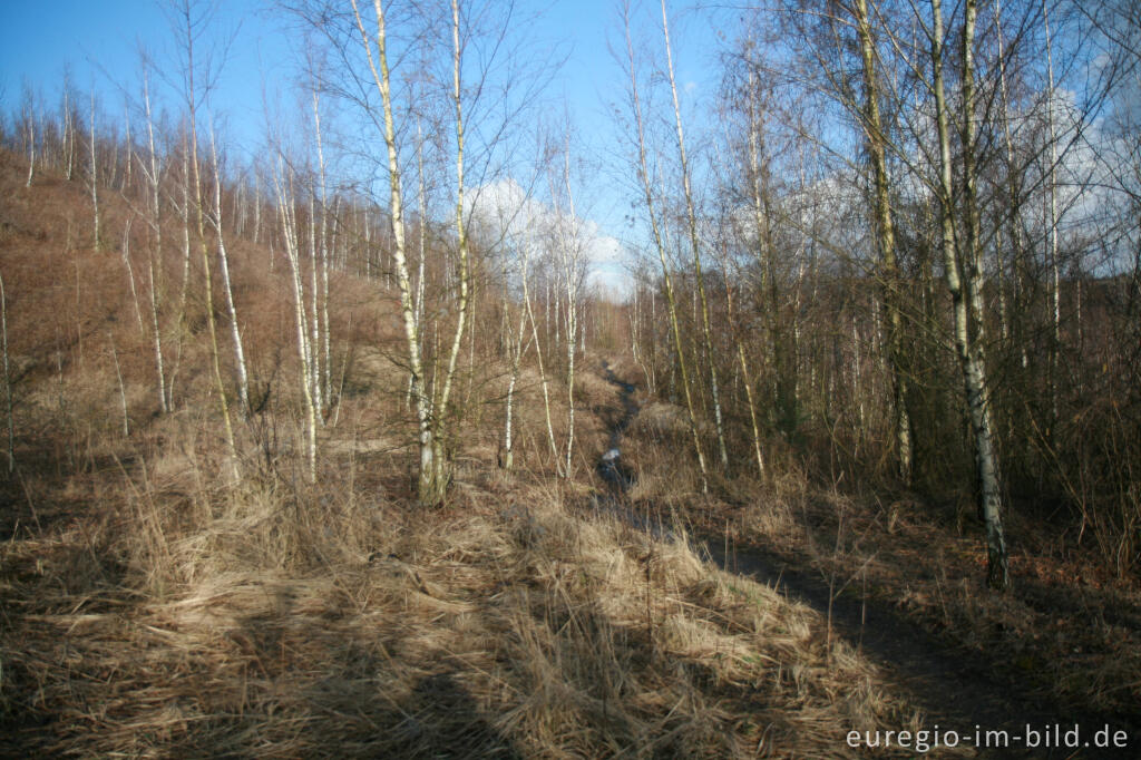 Detailansicht von Pfad auf der schwarzen Halde, Wurmtal, Würselen