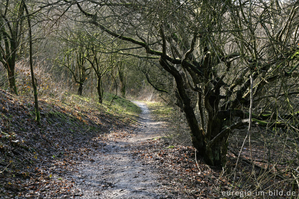 Detailansicht von Pfad auf der schwarzen Halde, Wurmtal, Würselen