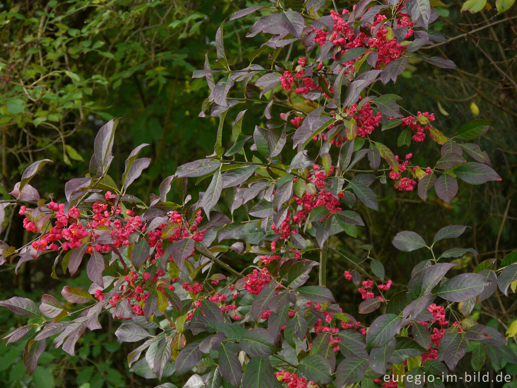 Detailansicht von Pfaffenhütchen oder Spindelstrauch, Euonymus europaeus