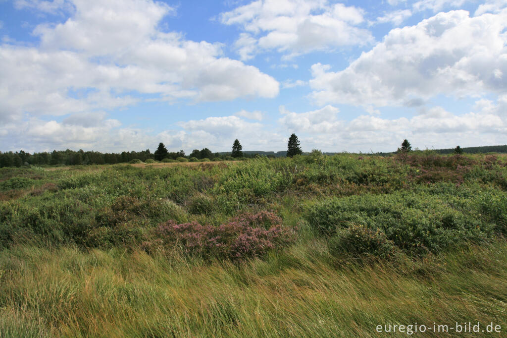 Detailansicht von Pfeifengras, Heidekraut und Rauschbeeren im Brackvenn, Hohes Venn