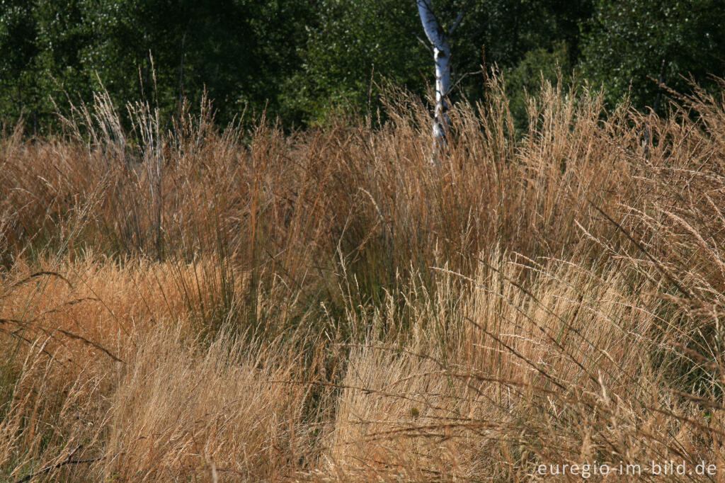 Detailansicht von Pfeifengras, (Molinia caerulea), Drover Heide